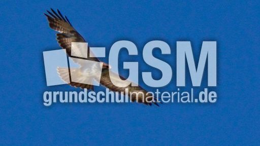 Mäusebussard (15).jpg